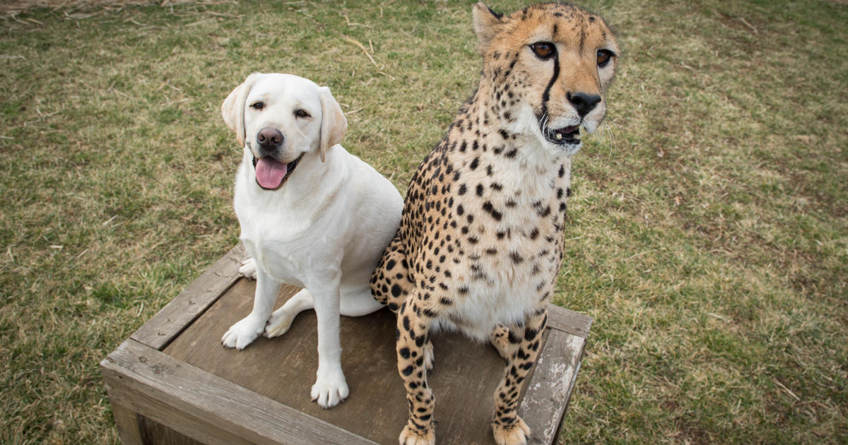 Zoológicos juntan chitas con cachorros para calmar su ansiedad