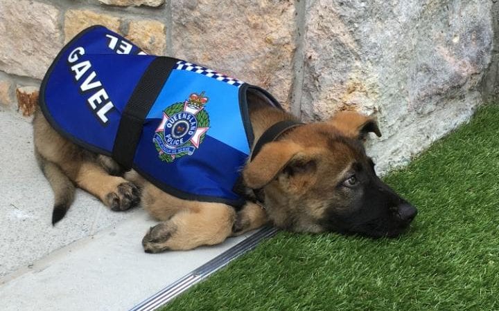 Gravel de cachorro, cuando estaba siendo entrenado como perro policÃ­a