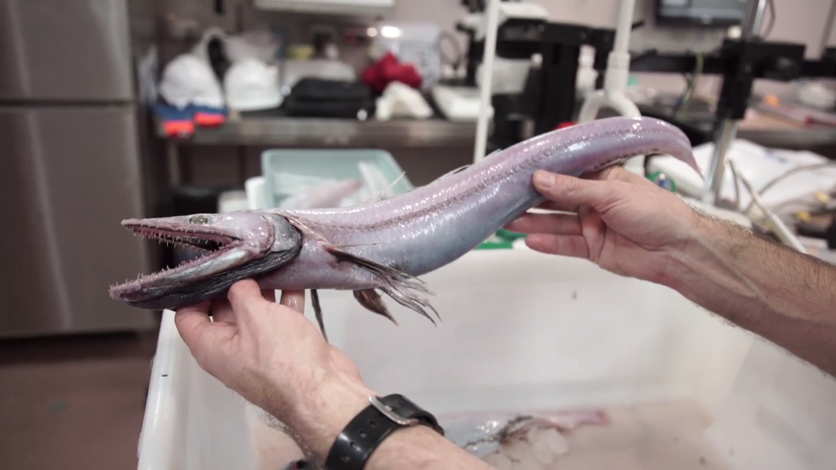 El lanzÃ³n de aguas profundas tambiÃ©n es conocido por su cara de lagarto