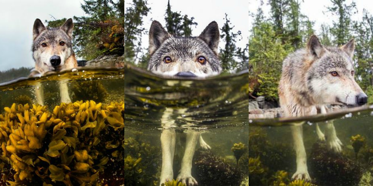 Lobos marinos de las costas de Columbia Británica