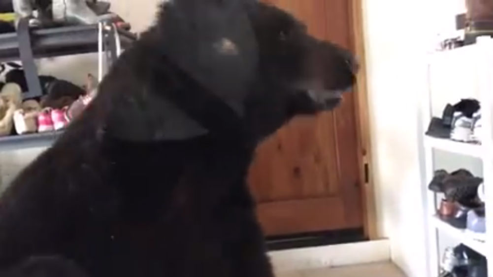 Oso pasea en garage mientras mujer lo graba desde su carro