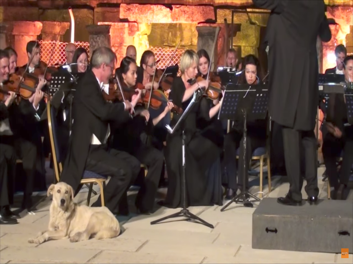 El perrito mÃ¡s culto que verÃ¡s esta semana estaba en TurquÃ­a