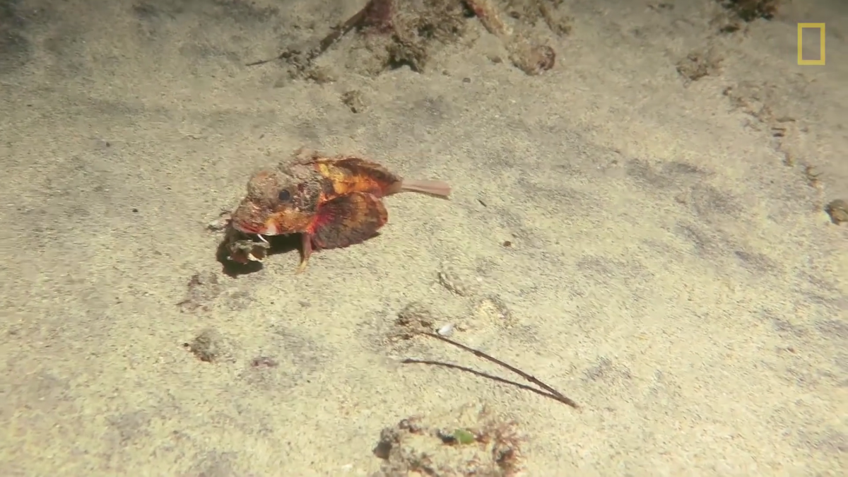 Científicos encontraron un pez caminante pero no han podido identificar la especie