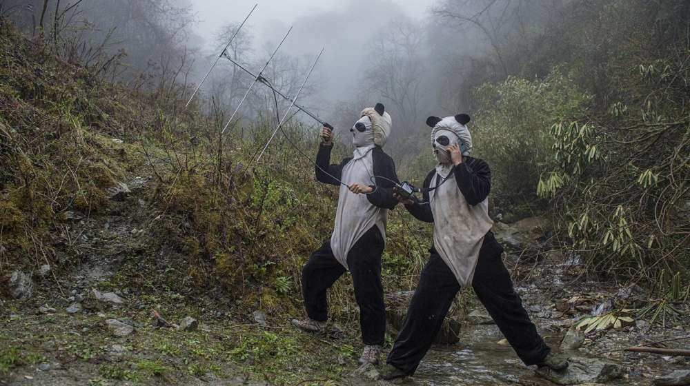 World Press Photo 2017 pandas