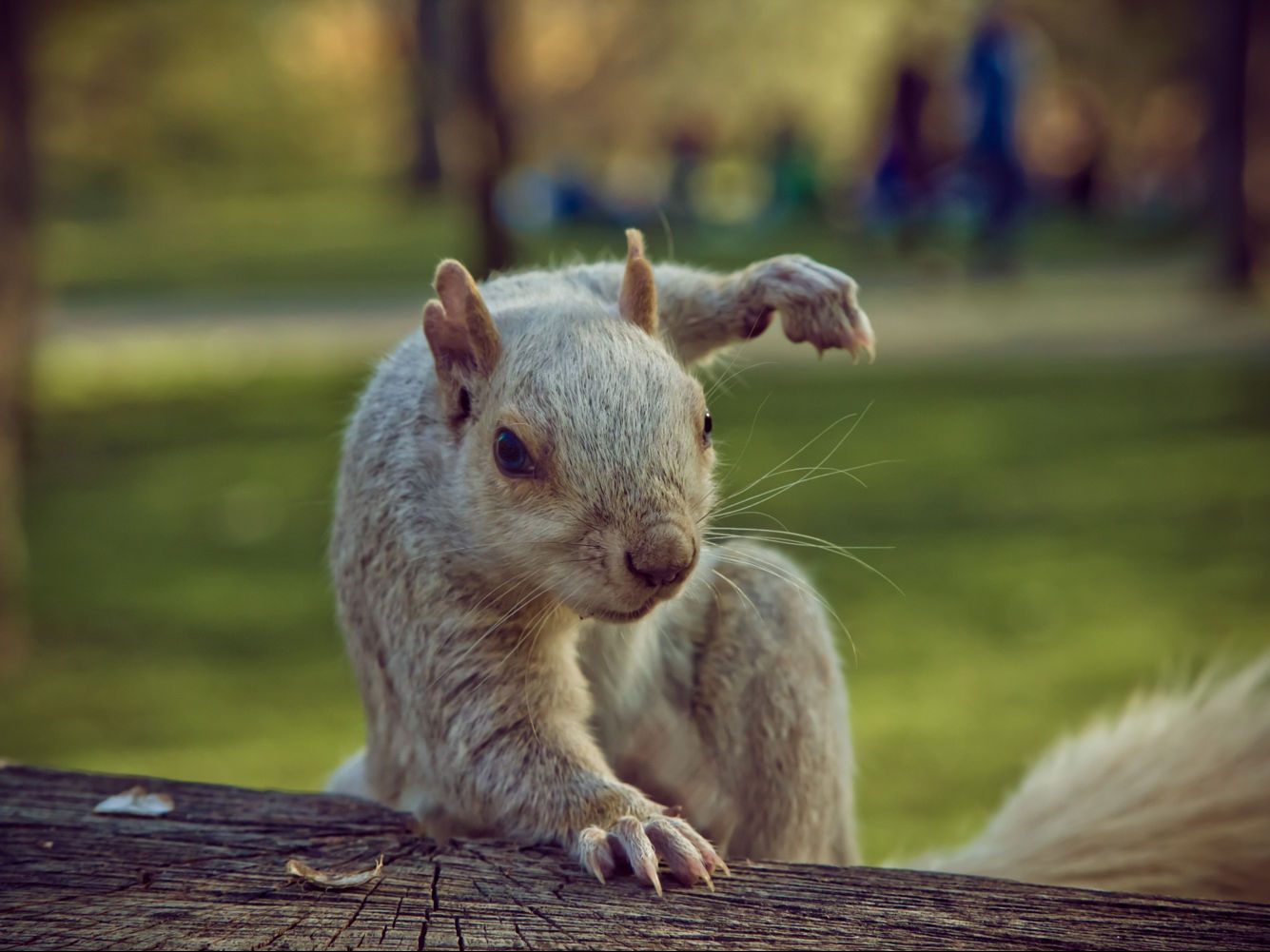 Una ardilla en posición de ataque