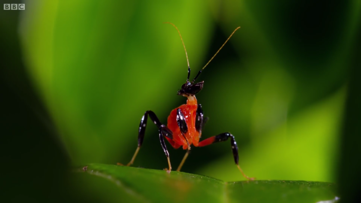 Mantis orquídea bebé escapando de un depredador