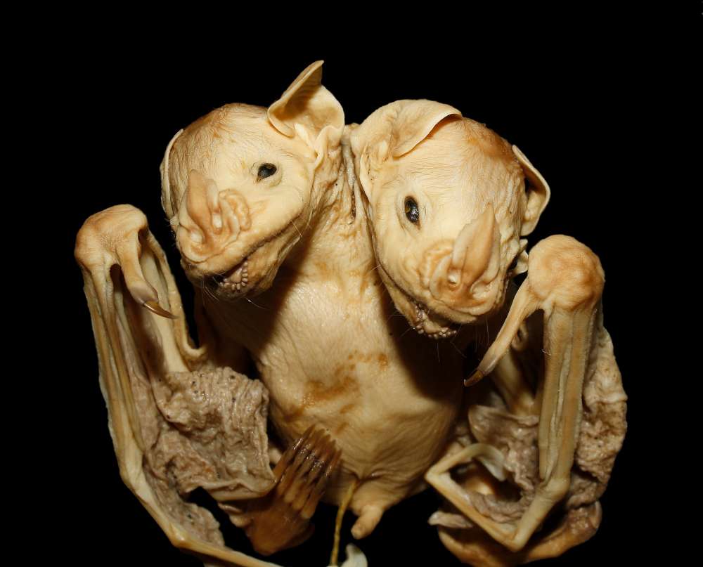 Murciélagos Siameses encontrados en la selva de Brasil