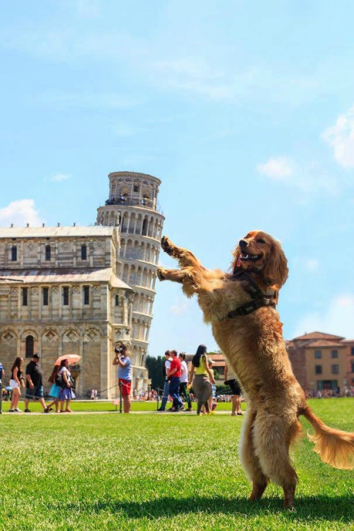 Torre de Pisa, Torre, Pisa, Foto, Fotografía, Turistas