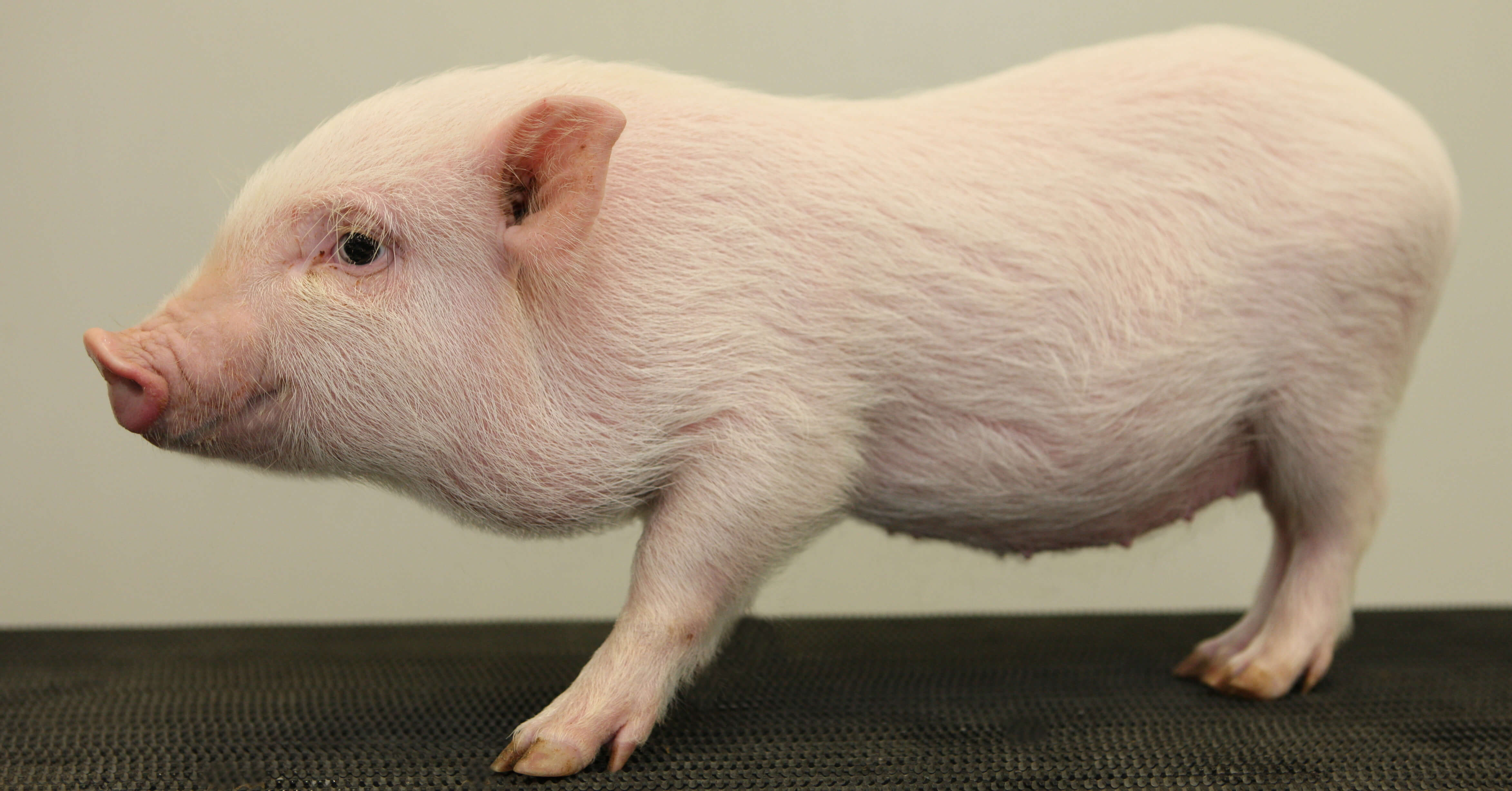 Oso, Minicerdo, Minipig, Monterrey, mini pig, mini pigs