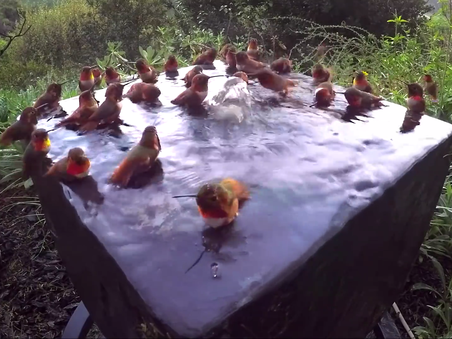 30 colibríes bañándose simultáneamente en una fuente