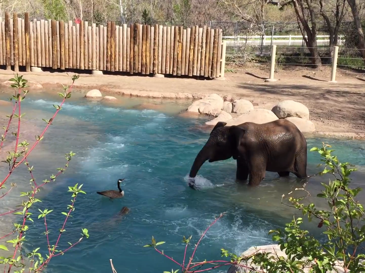 Zuri el elefante contra un ganso del Canada