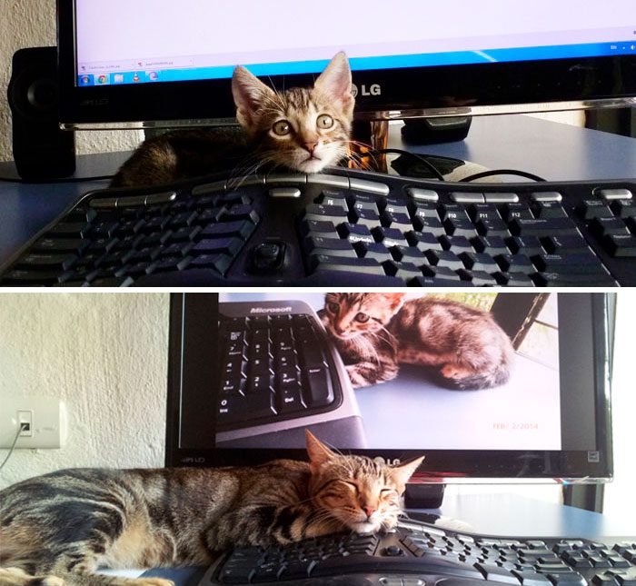 Gatito antes y después frente al mismo teclado