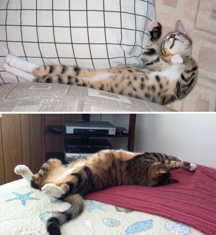 Gatito, antes y después, estirándose