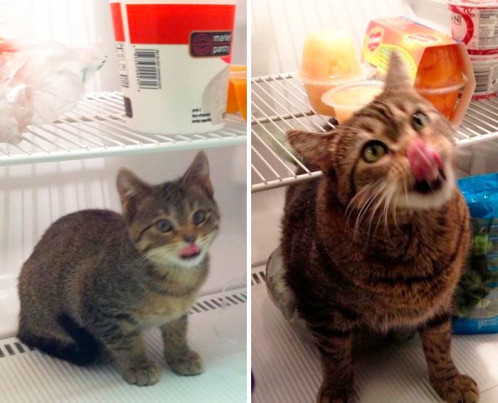 Gatito, antes y después, dentro de un refrigerador