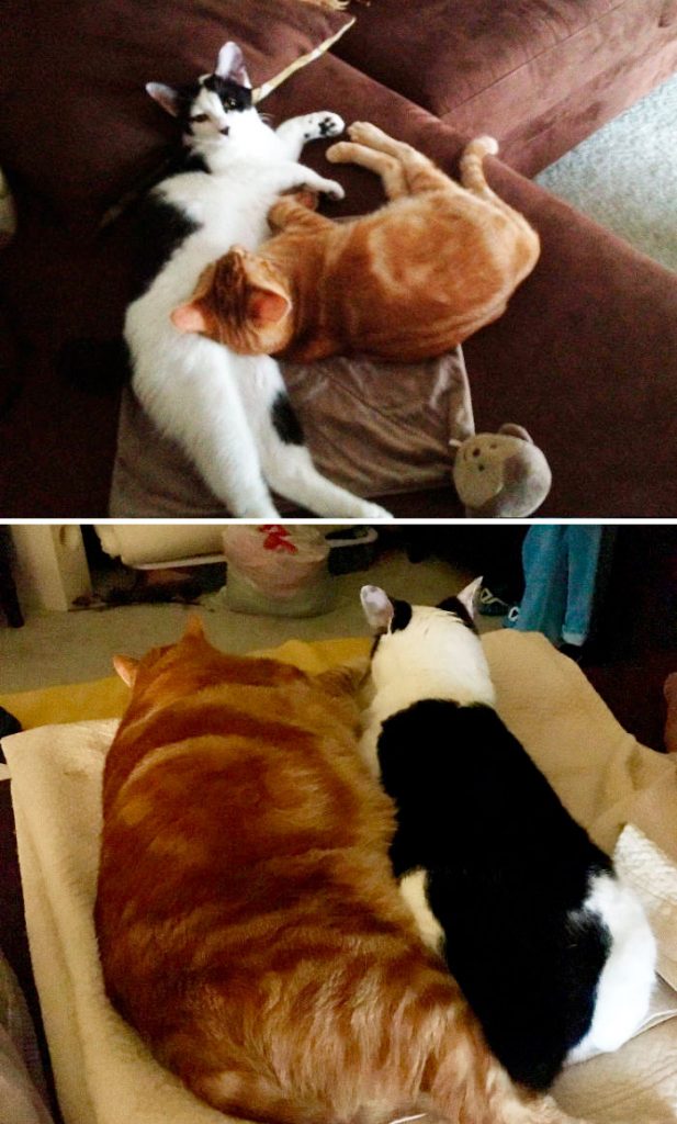 Dos gatitos antes y después de crecer y engordar