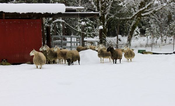 Granja de ovejas en invierno de Karen Szewc y John Updegraff