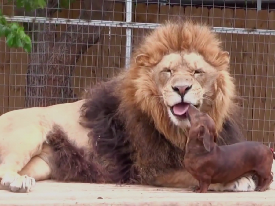 Bonedigger el león y su amigo, un perro salchicha