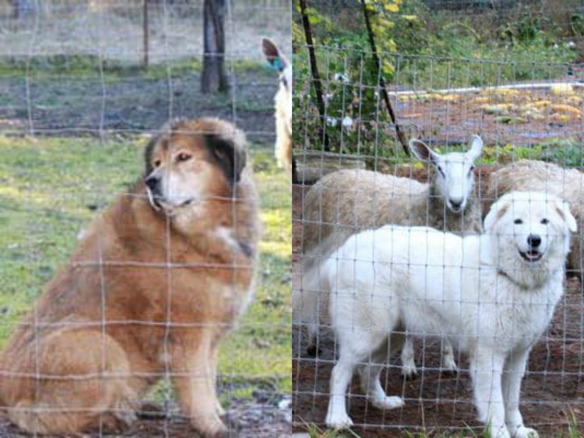 Por demanda vecinal, juez ordena cortar las cuerdas vocales de perros