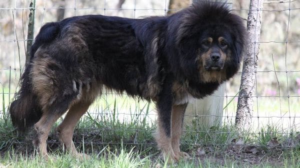 Mastin tibetano en una granja de ovejas