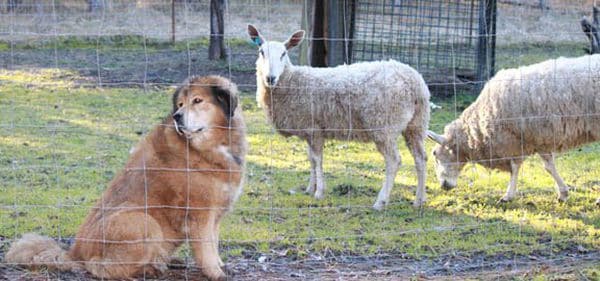 Mastin tibetano en una granja de ovejas