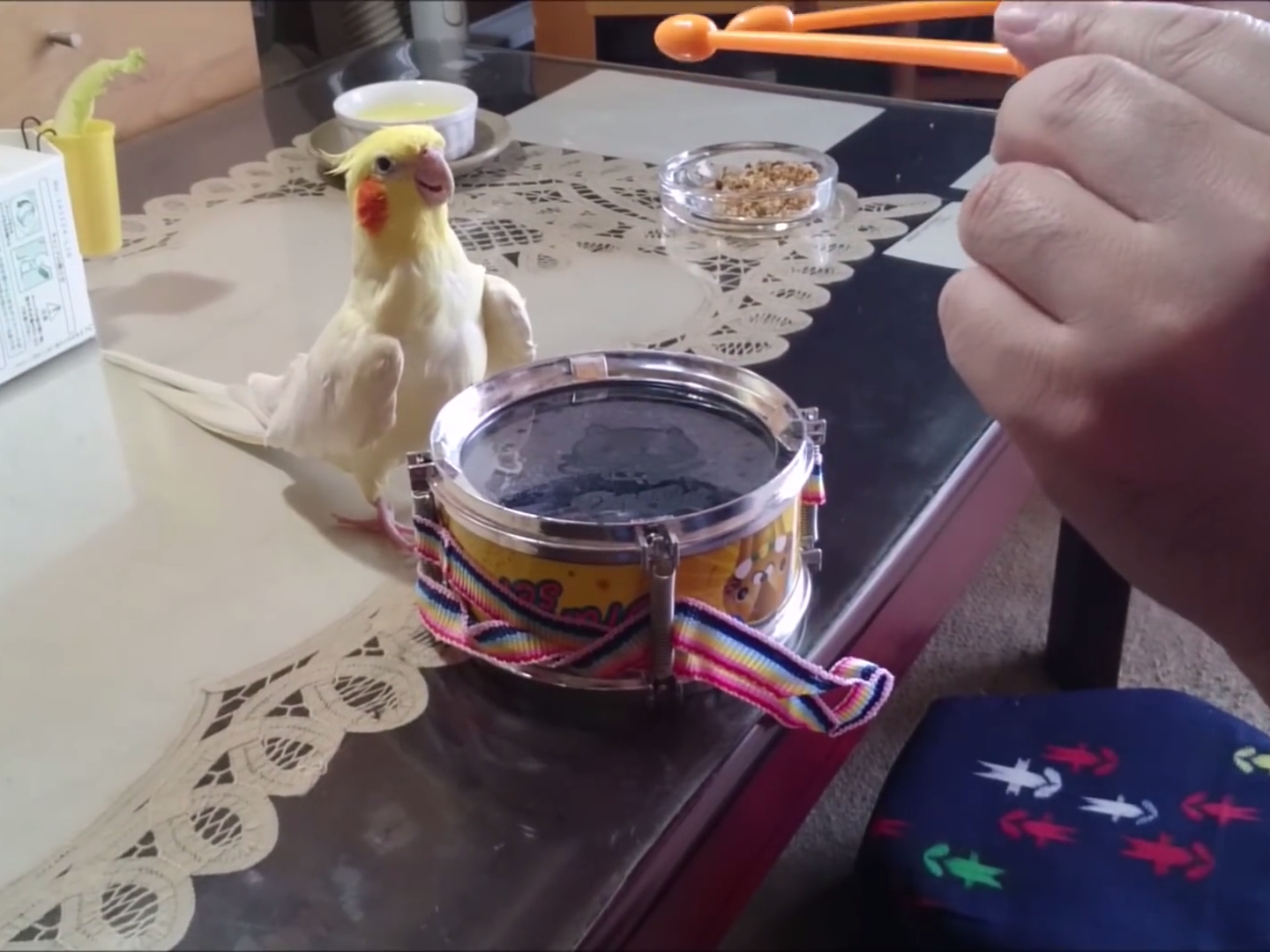 Pájaro que le gusta tocar un mini tambor