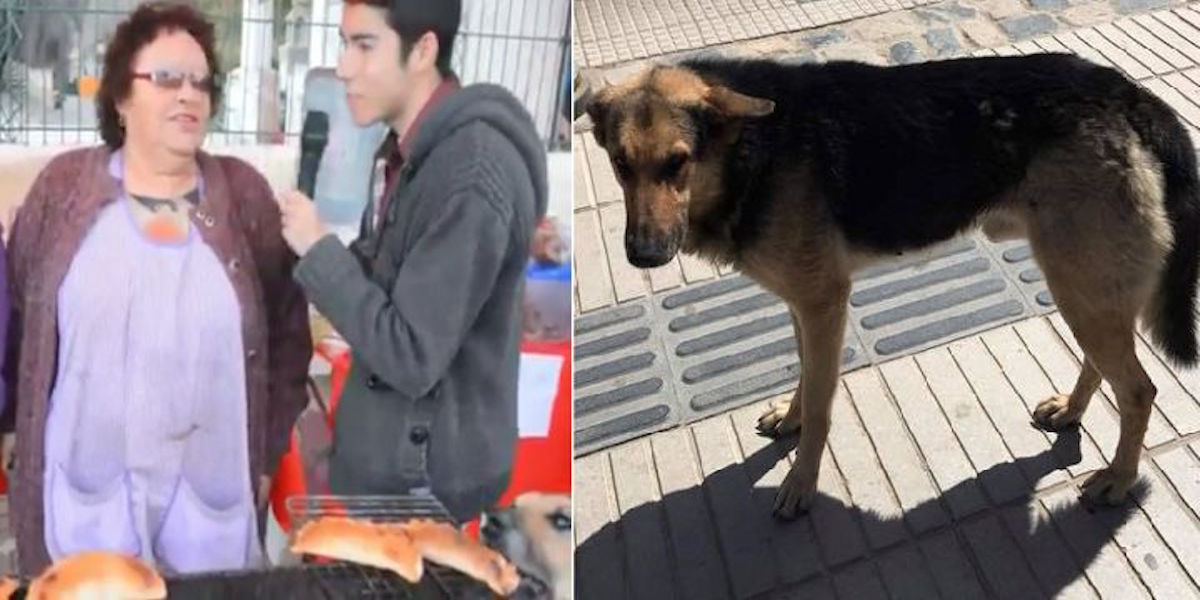 perrito roba empanada y se vuelve viral