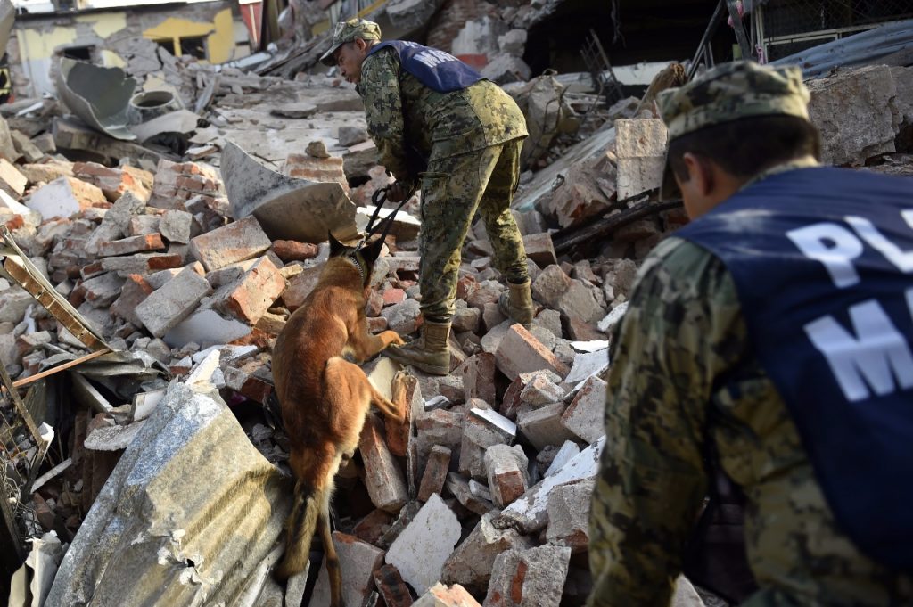Perros rescatistas en Juchitán