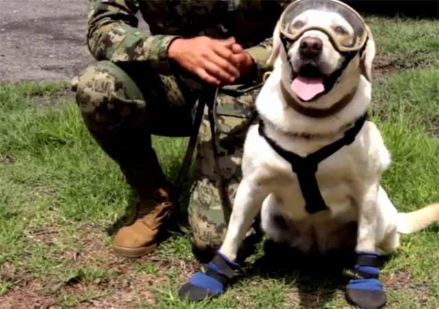 Perritos rescatistas, Juchitán, Frida, Sismo, Sismo Oaxaca