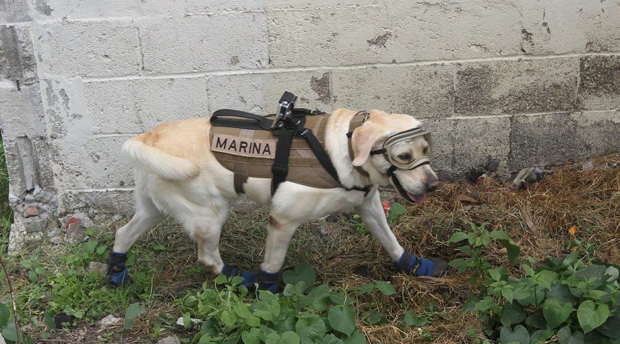 Perra rescatista con su equipo