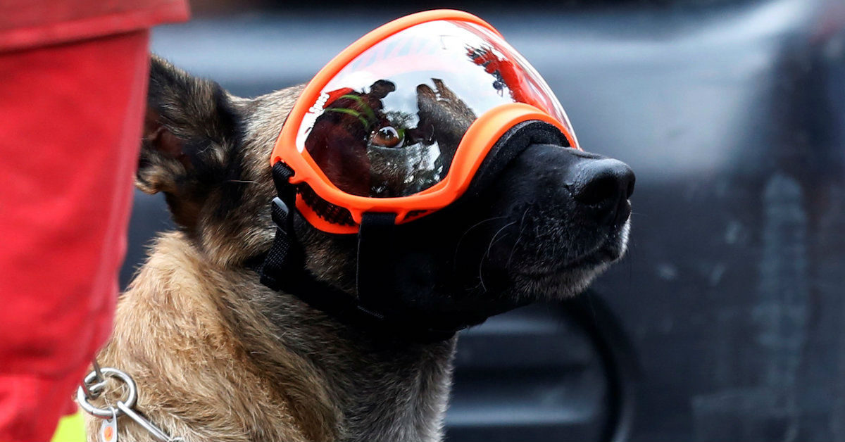 Binomio Canino se perpar para entrar a los escombros, CDMX