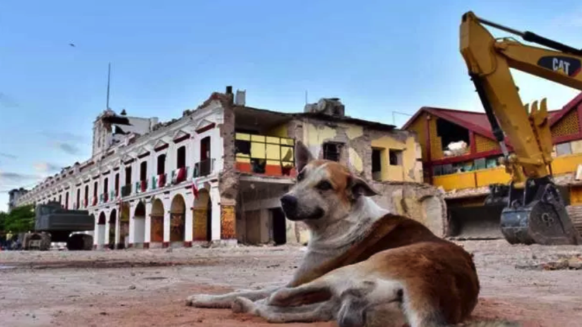 Alumnos de veterinaria de la UNAM han curado a 100 perros lastimados por el temblor