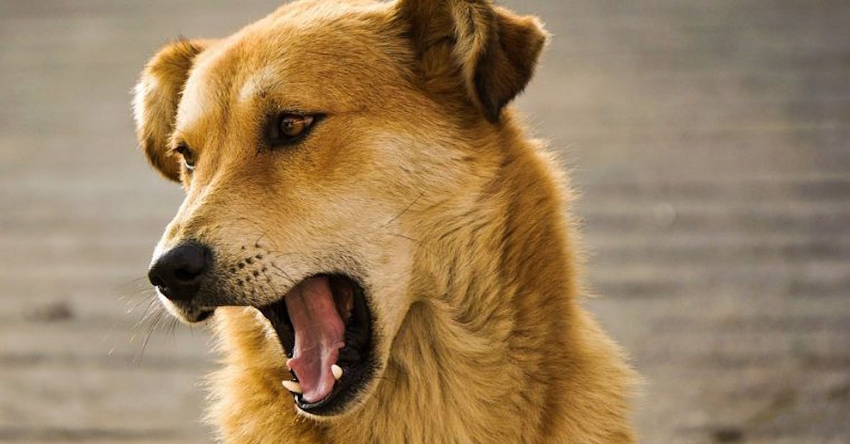 Perros no emitir ladridos a cierta hora en provincia rusa