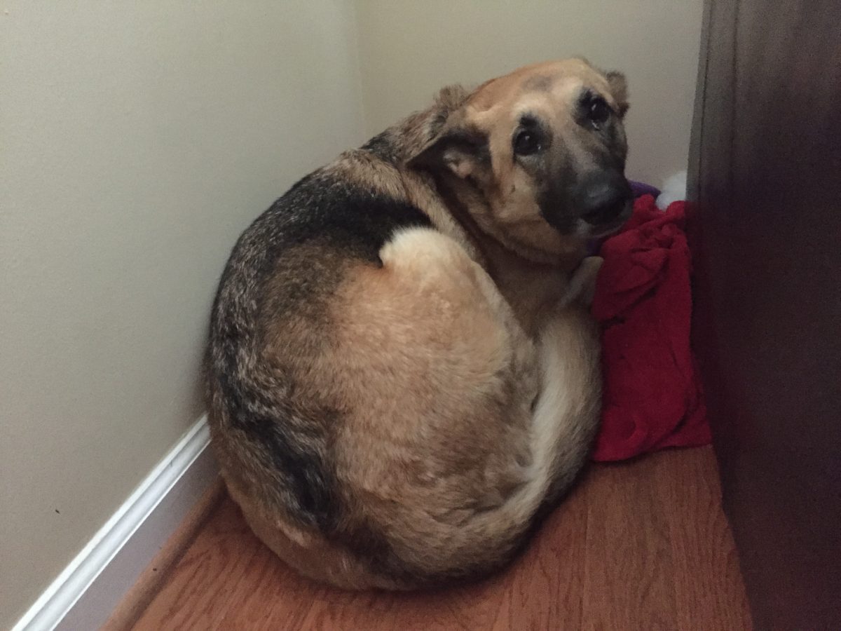 Perro asustado oculto detrÃ¡s de un mueble en una esquina