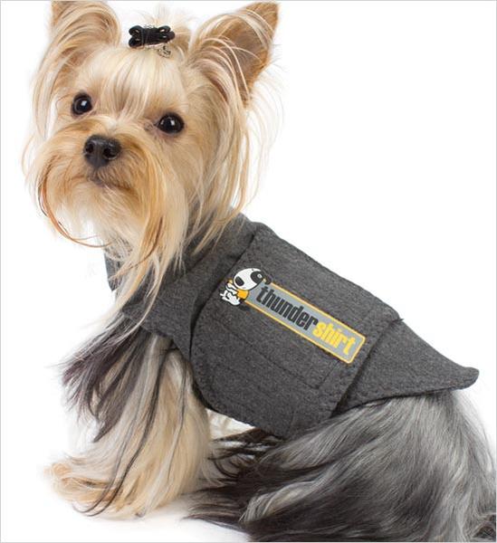 Un perrito usando una Thundershirt para regular su respiración