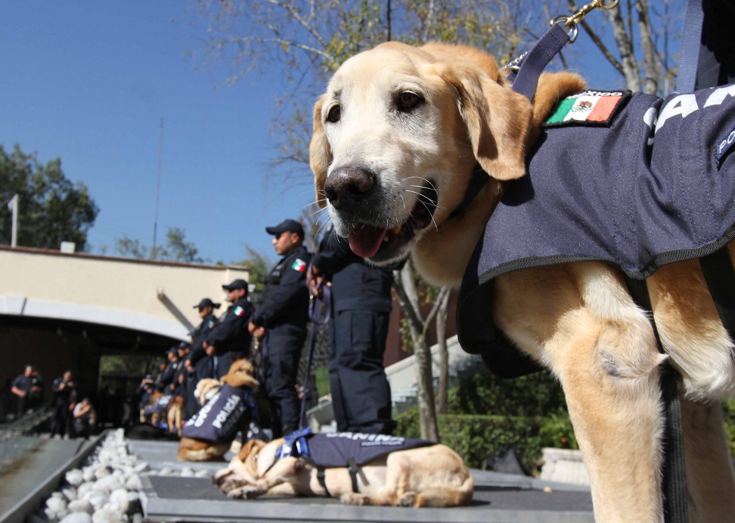 Un perro golden retriever con un chaleco