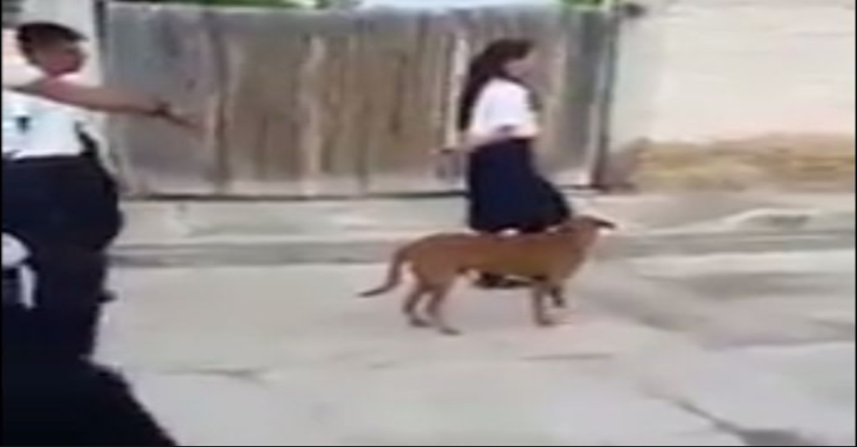Perro desfila en marcha del 16 de septiembre