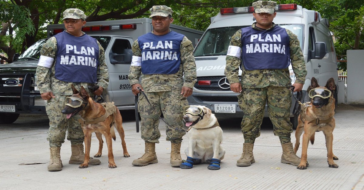 Conoce a los héroes peludos ayudan damnificados sismo