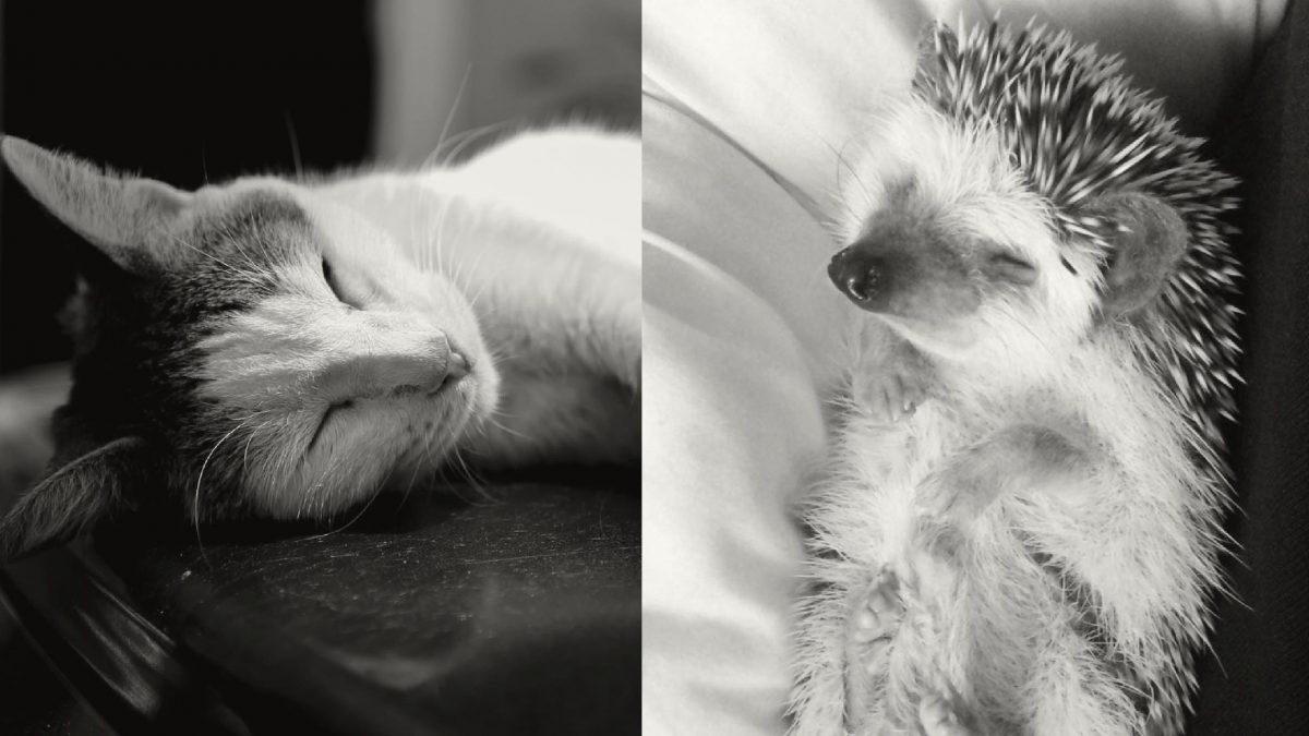 Sueños, Blanco, Negro, Soñar, Estudios, Color