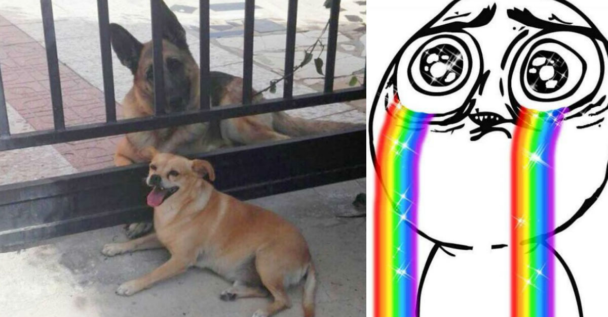 Perros que se quieren