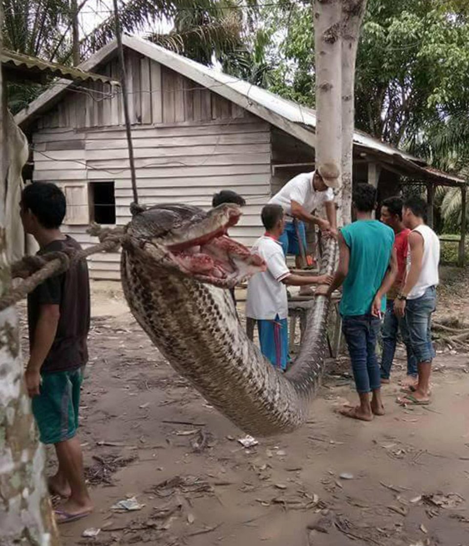 Piton reticulada, Lucha a muerte, Piton, Serpiente piton