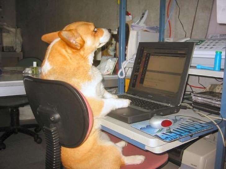 10 adorables perros que olvidaron ser mascotas