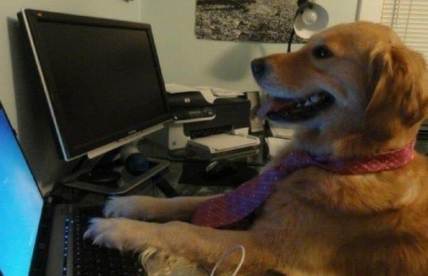 Fotos Frida, Fotos Perritos, Memes, Fotos, Frida, Perrita