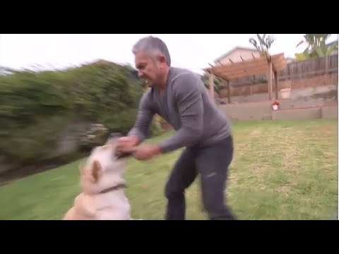 Fotos Frida, Fotos Perritos, Memes, Fotos, Frida, Perrita