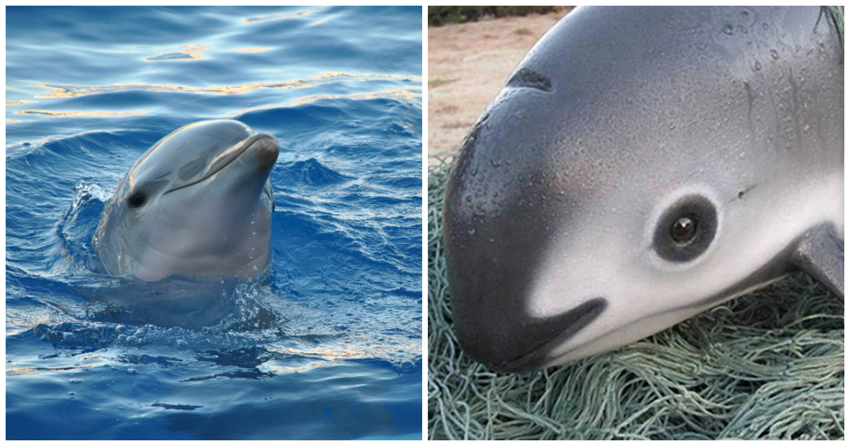 La Semarnat utilizará delfines entrenados para salvar a la vaquita marina