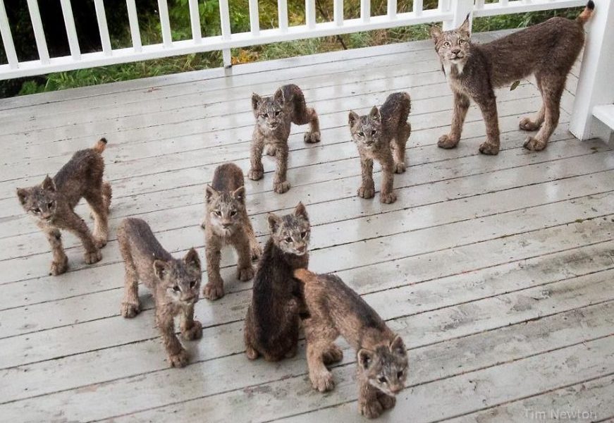 Familia de linces sorprendiÃ³ a fotÃ³grafo en su casa en Alaska