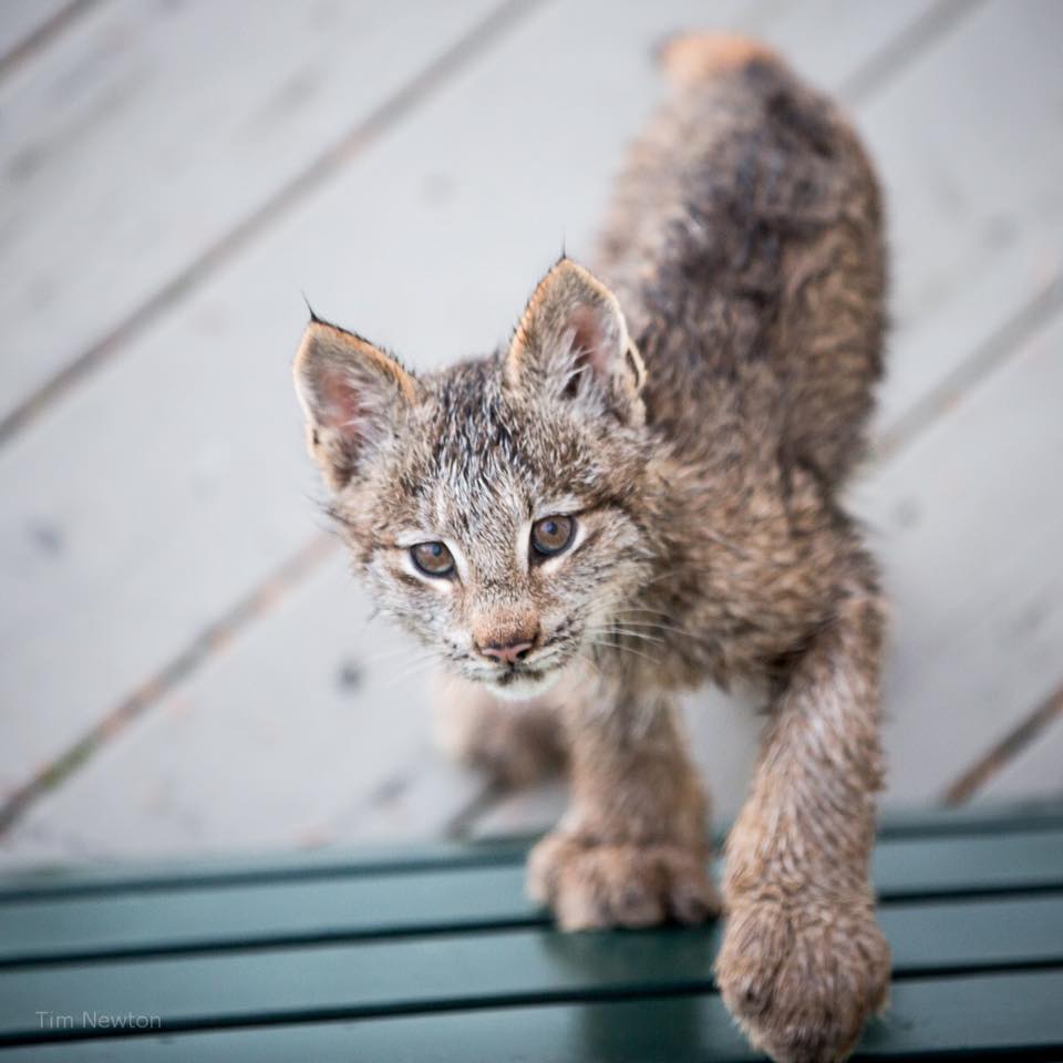 Una familia de linces decide darle una sorpresa a un fotógrafo en Alaska