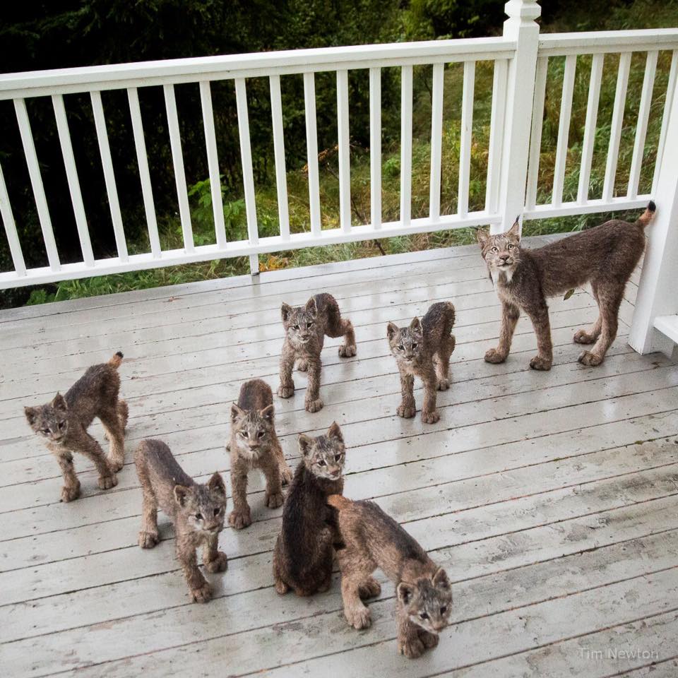 Una familia de linces decide darle una sorpresa a un fotógrafo en Alaska