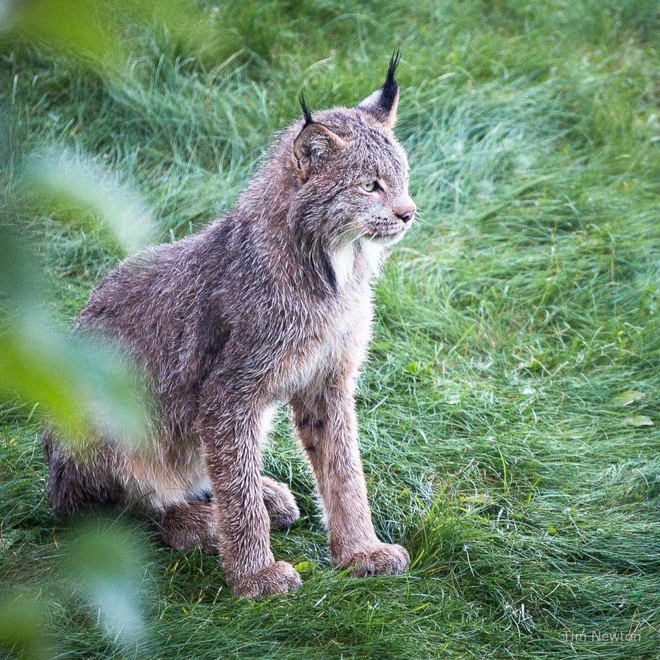 Una familia de linces decide darle una sorpresa a un fotógrafo en Alaska
