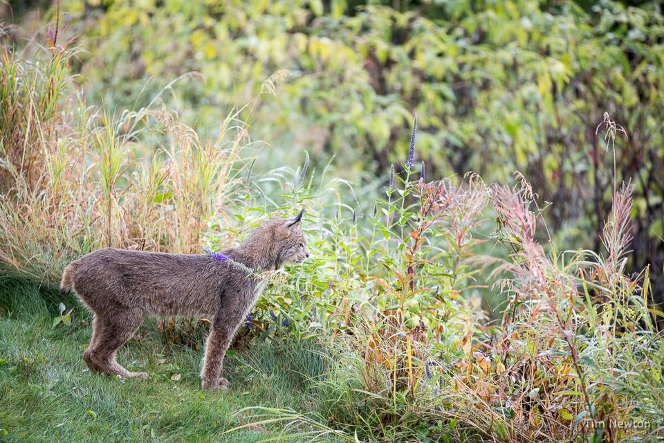 Una familia de linces decide darle una sorpresa a un fotógrafo en Alaska
