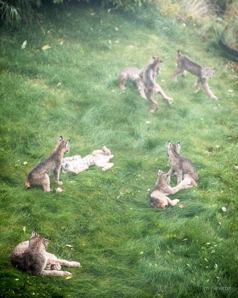 Una familia de linces decide darle una sorpresa a un fotógrafo en Alaska